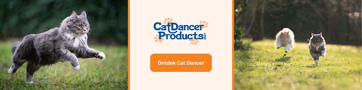 Gras, Plant, Kat, Zoogdier, Huisdier, Gras, Plant, Kat, Zoogdier, Huisdier